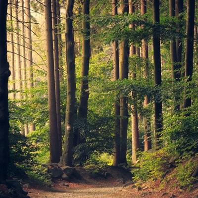 球探手机app下载